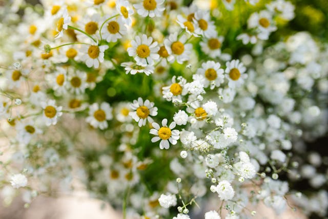 daisies